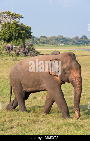 Un seul éléphant sri-lankais dans le Parc National Minneriya lors d'une journée ensoleillée avec ciel bleu. Banque D'Images