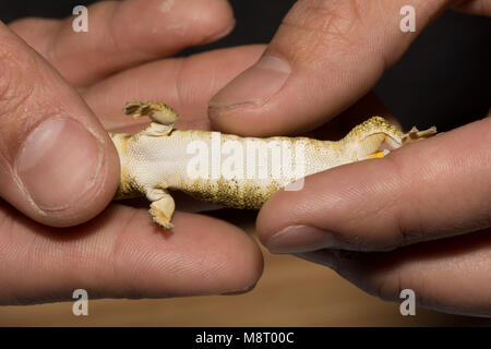 Bauer (Eurydactylodes agricolae Gecko Caméléon). Banque D'Images