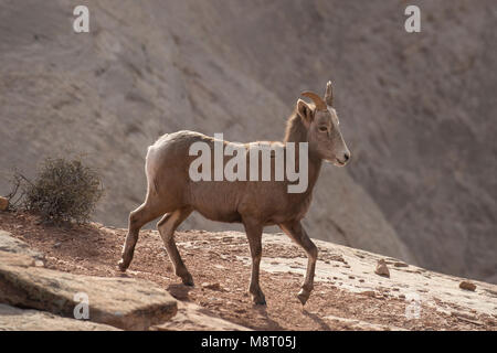 Un désert mouflons dans Canyonlands National Park, Utah.' Banque D'Images