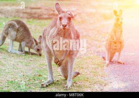 Les kangourous gris de l'Est au coucher du soleil en Australie Banque D'Images