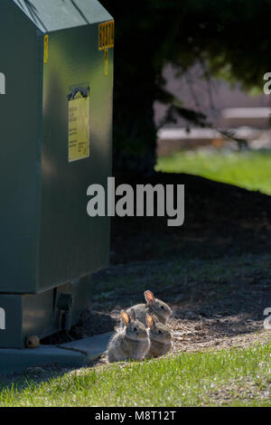 Lapin à la montagne très jeunes vivaient dans la boîte de jonction électrique métal en arrière-plan, Castle Rock Colorado nous. Banque D'Images