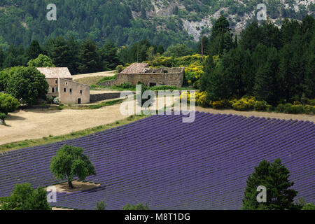 Mas provençal traditionnel en champ de lavande, Provence, France. Banque D'Images