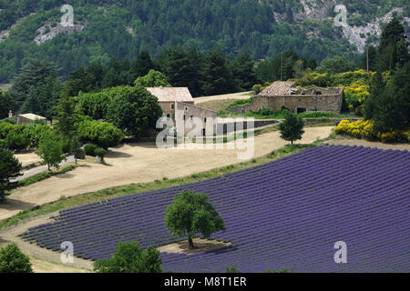 Mas provençal traditionnel en champ de lavande, Provence, France. Banque D'Images