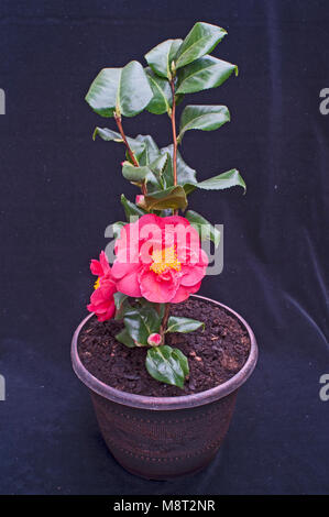 Photo de Camellia japonica fleur entièrement ouverte.dans le semoir. Banque D'Images