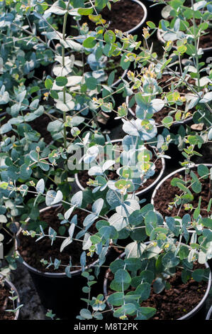 Les jeunes plantes Eucalypyus gunnii 1.5Lt en pots. Noms communs de la gomme, Ironbark, cidre de la gomme. Nom de la famille des Myrtaceae. Banque D'Images