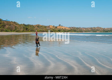 Le chien - petit chien tournant au beach - paysage Banque D'Images