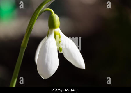 Snowdrop fleur gros plan sur un arrière-plan flou. Banque D'Images