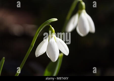 Blossoming snowdrop close-up sur fond de fleurs blanches brouillée. Banque D'Images