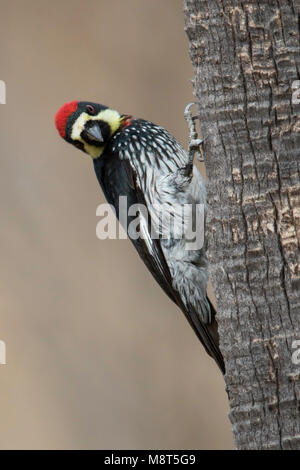 Eikelspecht ; Acorn Woodpecker Melanerpes formicivorus ; Banque D'Images