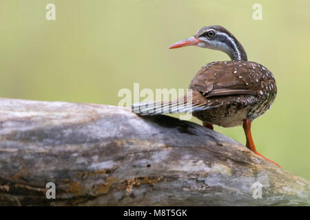 L'African Finfoot (Podica senegalensis) est un oiseau aquatique de la famille des Heliornithidae (le finfoots et sungrebe). Il vit dans les rivières et la Banque D'Images