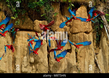 Groenvleugelara vliegend, rouge et vert Macaw flying Banque D'Images