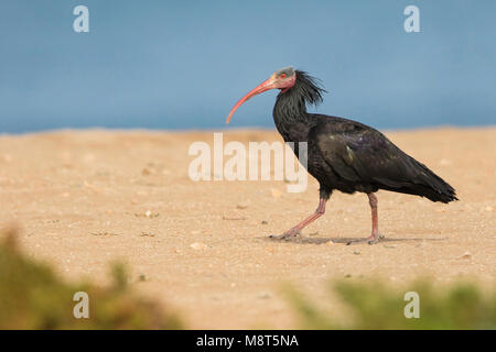 Heremietibis, Ibis chauve, Geronticus eremita Banque D'Images