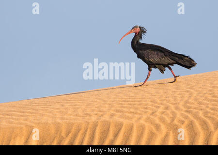 Heremietibis, Ibis chauve, Geronticus eremita Banque D'Images