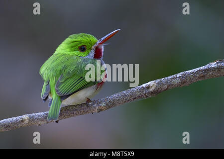 Diksnaveltodie, large-billed Tody Banque D'Images