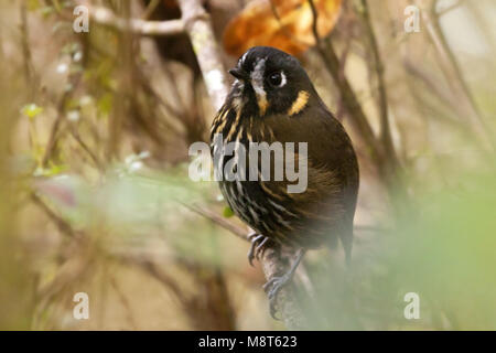 Chapmans Dwergmierpitta, Crescent-face Grallaire Banque D'Images