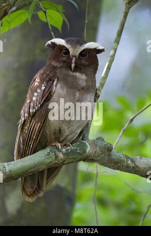 Kuifuil, Crested Owl Banque D'Images