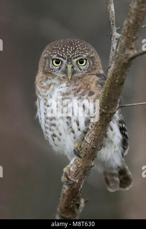 Cubaanse Dwerguil Chevêchette naine Glaucidium, cubain, siju Banque D'Images