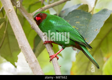 Papegaaitangare, herbe-vert Tanager Banque D'Images
