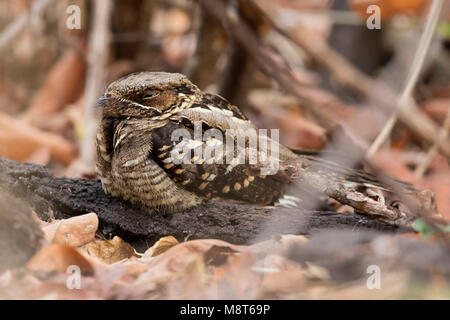 Horsfields Nachtzwaluw le colibri, grande Banque D'Images