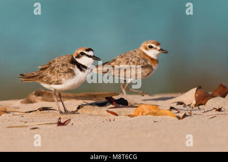 Image oiseaux faites par Dubi Shapiro Banque D'Images