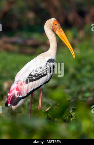 Indische Nimmerzat, peint, Stork Mycteria leucocephala Banque D'Images