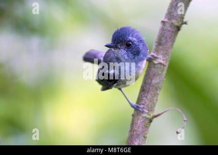 Photo d'oiseaux faite par Dubi Shapiro Banque D'Images