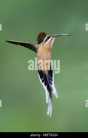 Photo d'oiseaux faite par Dubi Shapiro Banque D'Images