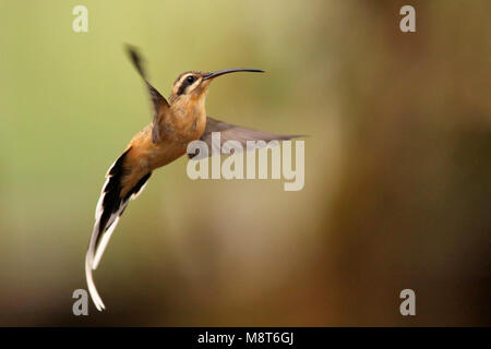 Photo d'oiseaux faite par Dubi Shapiro Banque D'Images