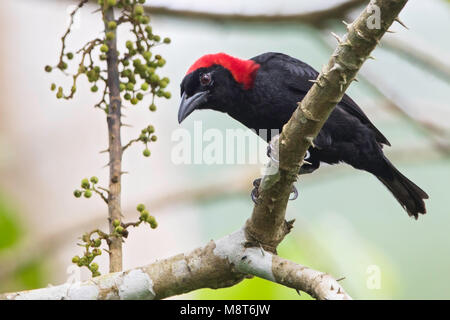 Photo d'oiseaux faite par Dubi Shapiro Banque D'Images