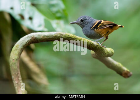 Photo d'oiseaux faite par Dubi Shapiro Banque D'Images