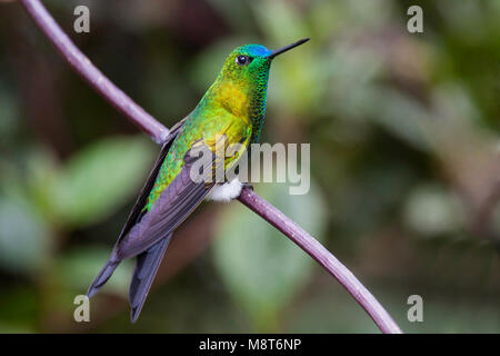 Photo d'oiseaux faite par Dubi Shapiro Banque D'Images