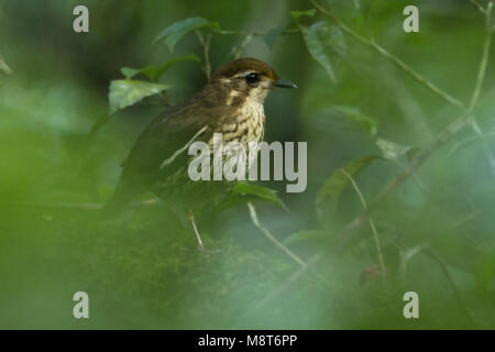 Kortstaartmierlijster, Short-tailed Antthrush Banque D'Images