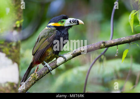 Photo d'oiseaux faite par Dubi Shapiro Banque D'Images