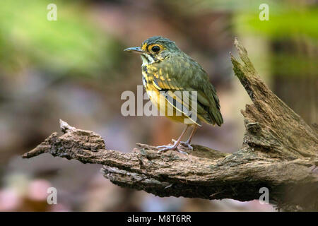 Photo d'oiseaux faite par Dubi Shapiro Banque D'Images