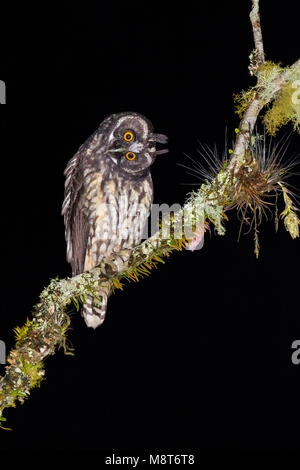 Photo d'oiseaux faite par Dubi Shapiro Banque D'Images