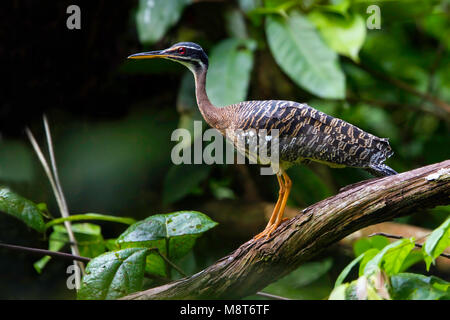 Photo d'oiseaux faite par Dubi Shapiro Banque D'Images