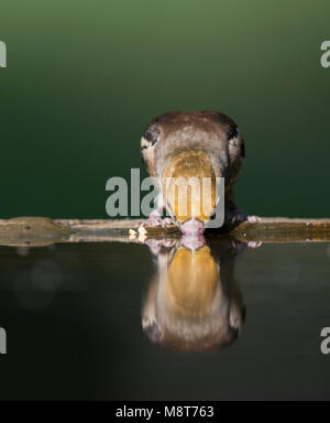 Drinkend vrouwtje Appelvink ; Hawfinch potable femelle Banque D'Images