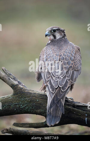 (Sakervalk valkeniersvogel) ; Captive Faucon sacre (Falco cherrug) Banque D'Images