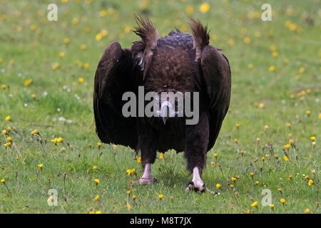 Lopend Cinereous Vulture Monniksgier ; balades Banque D'Images