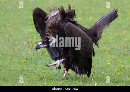 Lopend Cinereous Vulture Monniksgier ; balades Banque D'Images