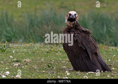 Monniksgier zittend Cinereous Vulture perché ; Banque D'Images