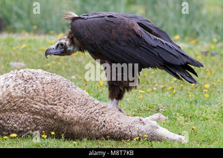 Monniksgier zittend op dood schaap ; Cinereous Vulture perché sur les moutons morts Banque D'Images