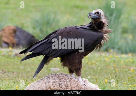 Monniksgier zittend op dood schaap ; Cinereous Vulture perché sur les moutons morts Banque D'Images