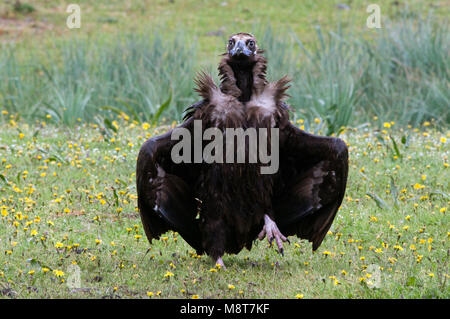 Monniksgier zittend Cinereous Vulture perché ; Banque D'Images