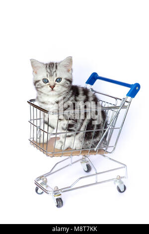 Young black silver tabby blotched chat assis dans votre panier sur fond blanc Banque D'Images