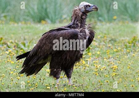 Monniksgier zittend Cinereous Vulture perché ; Banque D'Images