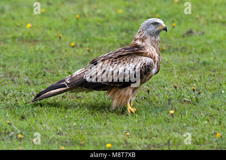 Rode Wouw zittend ; Red Kite perché Banque D'Images