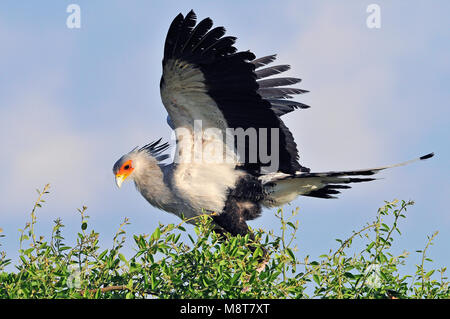 L'image d'oiseaux par Hans Germeraad Banque D'Images