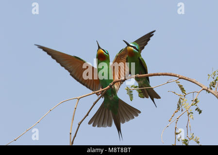 Groene Paartje Bijeneters zittend op een tak ;-cheeked bleu adulte des guêpiers (Merops persicus) perché sur une branche Banque D'Images