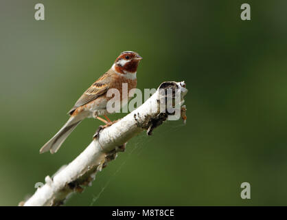 Mannetje Witkopgors dans broedgebied ; pin mâle (Emberiza leucocephalos) dans la région de l'éducation Banque D'Images